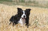 BORDER COLLIE 113